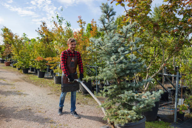 Best Tree Branch Trimming  in Laurie, MO